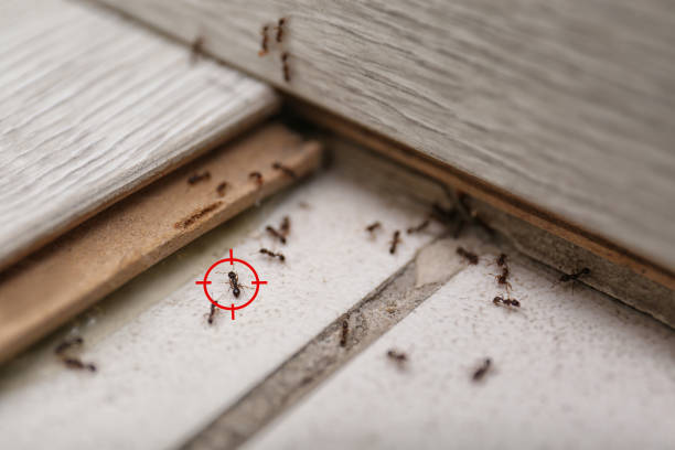 Best Spider Control Near Me  in Mooresville, IN