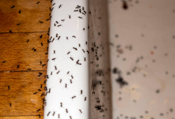 Wildlife Control Services in Mooresville, IN